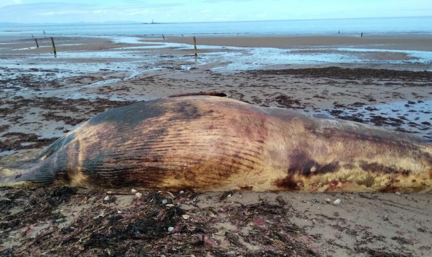 The minke whale washed up on Lossiemouth's West Beach. Pic: Moray Council.