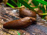 Gardens are overwhelmed by Britain's slug invasion after wet spring - as gardeners share horror pictures of devastation they have wrought and experts reveal why slug pellets are NOT the answer