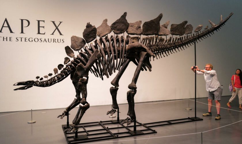 Ce squelette de dinosaure vendu à plus de 44 millions de dollars aux enchères, un record