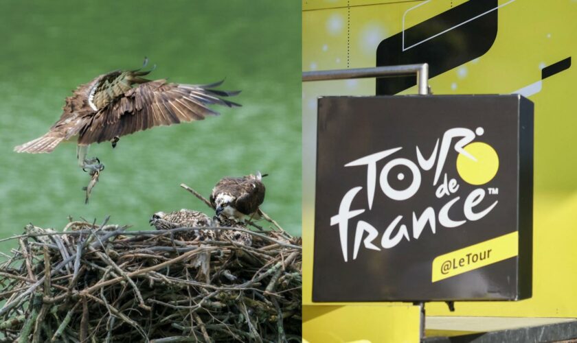 Tour de France 2024 : Pour cette 19e étape, silence au col de la Bonette afin de protéger la faune du Mercantour