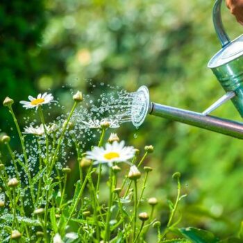 'Worst mistake' gardeners make in hot weather that leads to 'plant death'