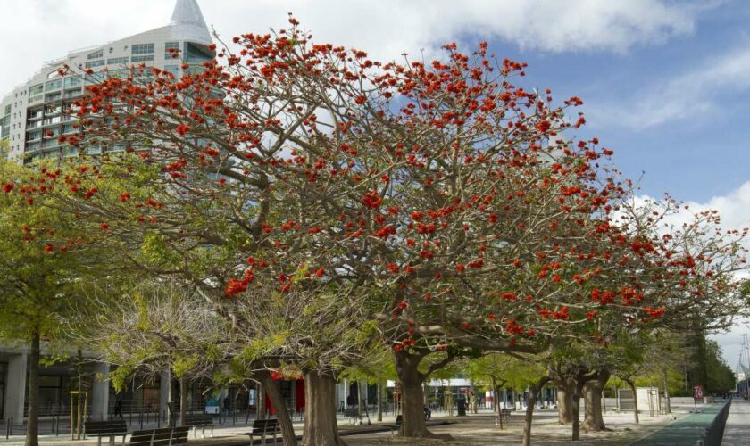 Le Congrès des botanistes vote pour débaptiser les plantes aux noms racistes