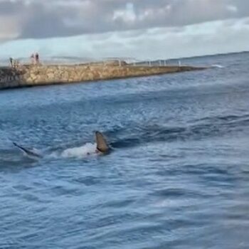 Terrifying moment shark sends tourists fleeing from popular Spanish beach