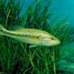 Largemouth bass now known as Florida bass, 'a distinct species': 'Discovery is crucial'