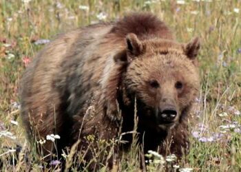 Mann in Montana will Beeren pflücken und wird von Grizzly angegriffen