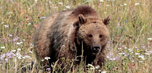 Mann in Montana will Beeren pflücken und wird von Grizzly angegriffen