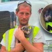 New Jersey kitten is rescued from waste compactor just in the nick of time