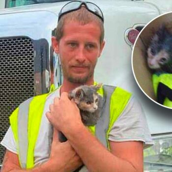 New Jersey kitten is rescued from waste compactor just in the nick of time