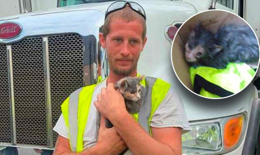 New Jersey kitten is rescued from waste compactor just in the nick of time