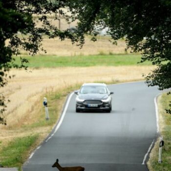 Aktuell ist Paarungszeit der Rehe. Autofahrerinnen und -fahrer sollten daher besonders vorsichtig fahren. (Symbolbild) Foto: Arn