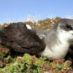 Le pétrel des Desertas, oiseau marin chasseur d’ouragans