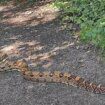 Dog walker's horror at meeting six-foot boa constrictor snake in park