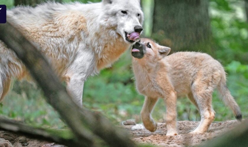 Wieder junge Polarwölfe im Wildpark Alte Fasanerie in Hanau