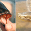 Predatory snakehead fish should not be released back into South Carolina waters, officials remind anglers