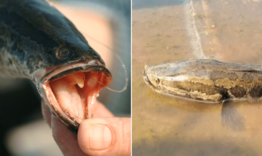 Predatory snakehead fish should not be released back into South Carolina waters, officials remind anglers