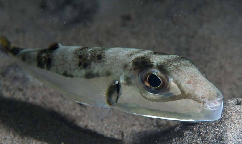 Vor der Adriaküste: Fischer fängt einen der giftigsten Fische der Welt im Mittelmeer