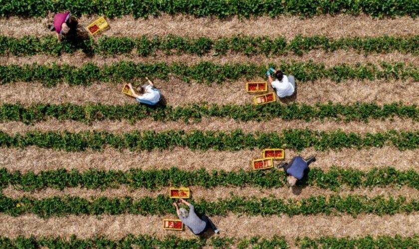 Landwirte können durch Direktvermarktung höhere Erzeugerpreise erwirtschaften. (Archivfoto) Foto: Hauke-Christian Dittrich/dpa