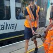 Network Rail teams remove Solomon, an escaped tortoise, from a South Western Railway train in Ascot. Pic: X / Network Rail Wessex