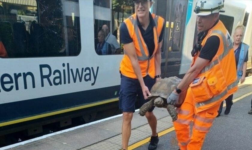 Network Rail teams remove Solomon, an escaped tortoise, from a South Western Railway train in Ascot. Pic: X / Network Rail Wessex