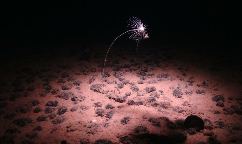 Découverte stupéfiante dans les abysses : l’oxygène proviendrait de galets et pas seulement d’organismes vivants