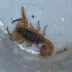 One of world's most deadly scorpions surprises British roofers after hitching ride from Brazil