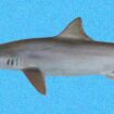 Brazilian sharpnose shark. Pic: Smithsonian Tropical Research Institute