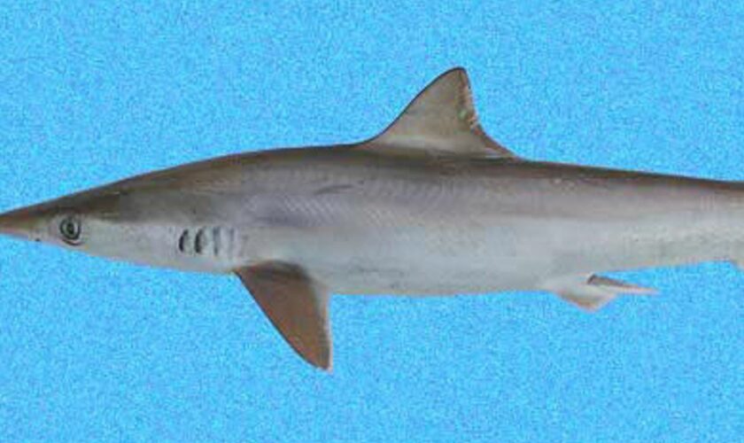 Brazilian sharpnose shark. Pic: Smithsonian Tropical Research Institute