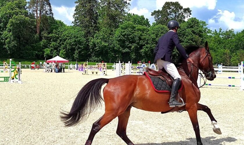 Au Haras national du Pin, le "Versailles du cheval" se modernise