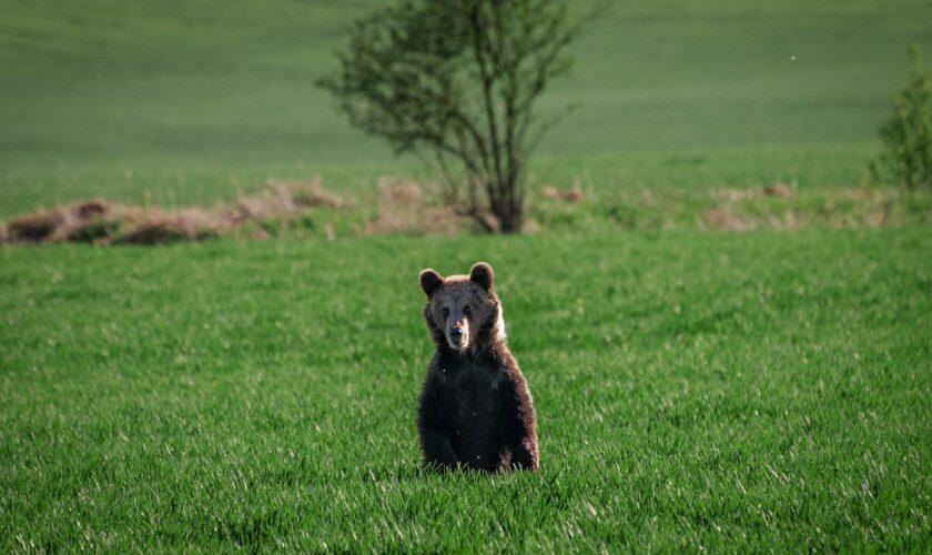 Slowakei: 41 Braunbären in der Slowakei abgeschossen