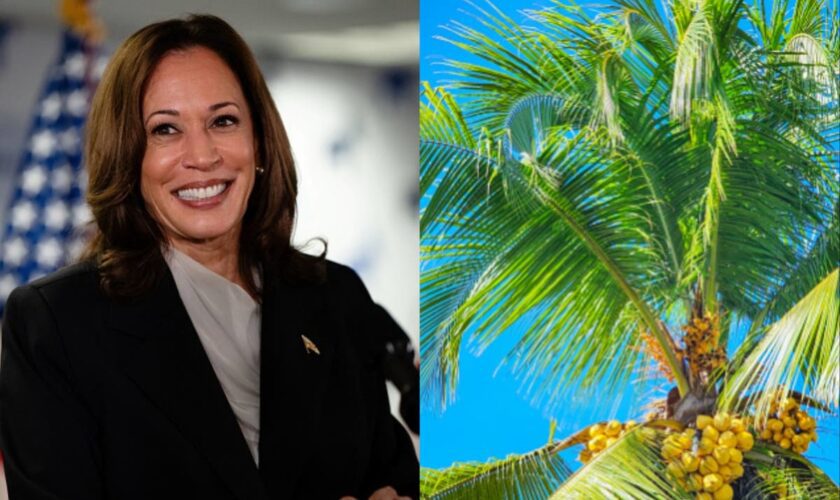 Why is Kamala Harris being associated with a coconut tree?