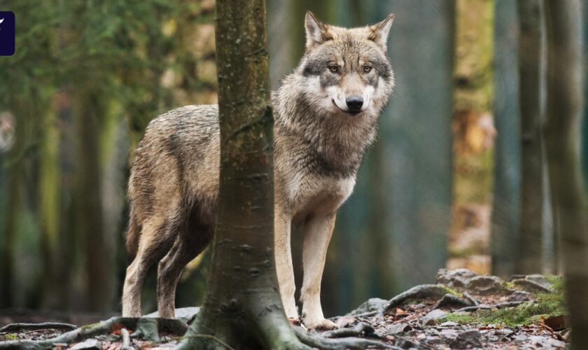 Wölfe in Deutschland: Jeder zehnte tote Wolf ist illegal geschossen