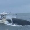 Terrifying moment angry whale capsizes boat off New Hampshire coast with sailors on board