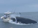 Terrifying moment angry whale capsizes boat off New Hampshire coast with sailors on board