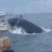 Breaching whale capsizes boat after landing on top of it off New Hampshire, shocking video shows