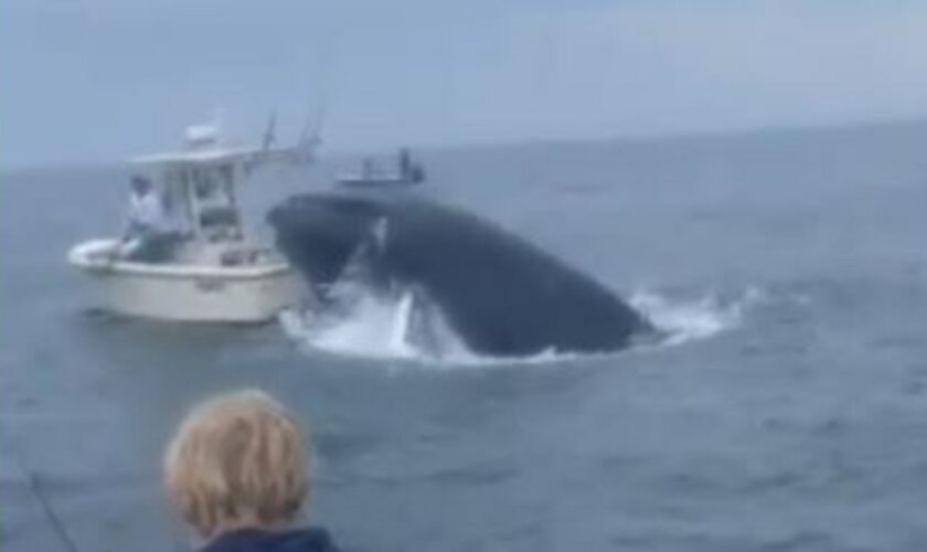 Breaching whale capsizes boat after landing on top of it off New Hampshire, shocking video shows