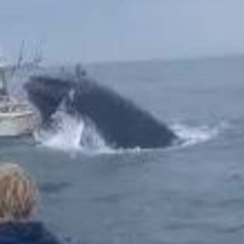 Breaching whale capsizes fishing boat and sends two people overboard