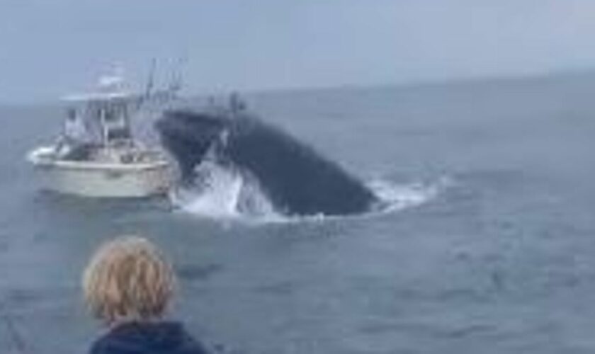 Breaching whale capsizes fishing boat and sends two people overboard