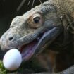 Komodowarane: Wissenschaftler entdecken eisenbeschichtete Zähne bei den Reptilien