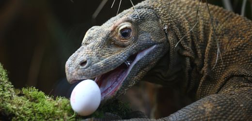 Komodowarane: Wissenschaftler entdecken eisenbeschichtete Zähne bei den Reptilien