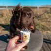 Mother explains why she ordered Starbucks pup cup for daughter