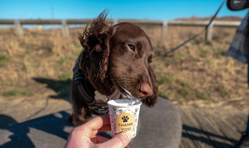 Mother explains why she ordered Starbucks pup cup for daughter