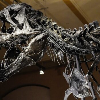 A T-rex skeleton on display in Berlin, Germany, in January 2020. File pic: AP