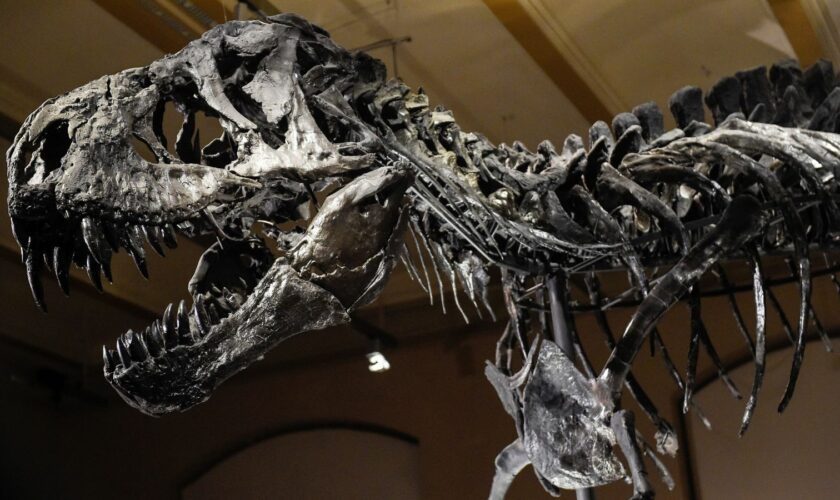 A T-rex skeleton on display in Berlin, Germany, in January 2020. File pic: AP