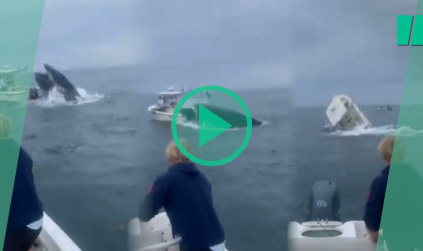 Aux États-Unis, cette baleine à bosse filmée en plein saut fait chavirer tout l’équipage d’un bateau