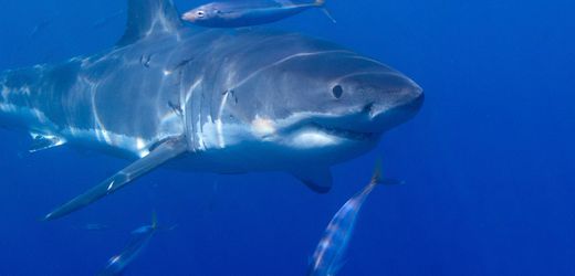 Australien: Abgebissenes Bein von Surfer an Strand angespült