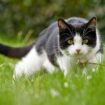 Cats 'won't go near' 19p ingredient to stop them pooing in your garden