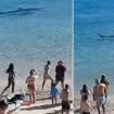 Terrifying moment 10ft shark prowls packed Spanish beach sending tourists fleeing