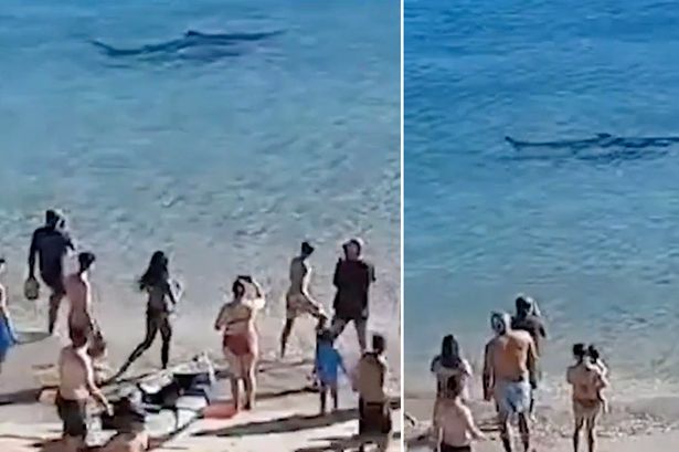 Terrifying moment 10ft shark prowls packed Spanish beach sending tourists fleeing