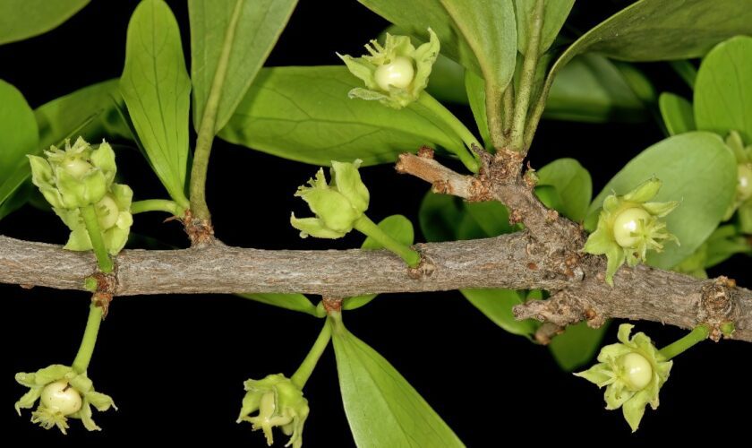 Faut-il vraiment supprimer les noms de plantes jugés racistes?