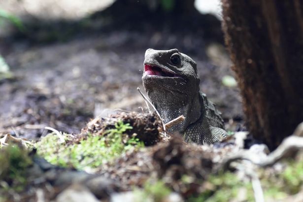 UK zoo welcomes ancient 'three-eyed' reptile predating dinosaurs